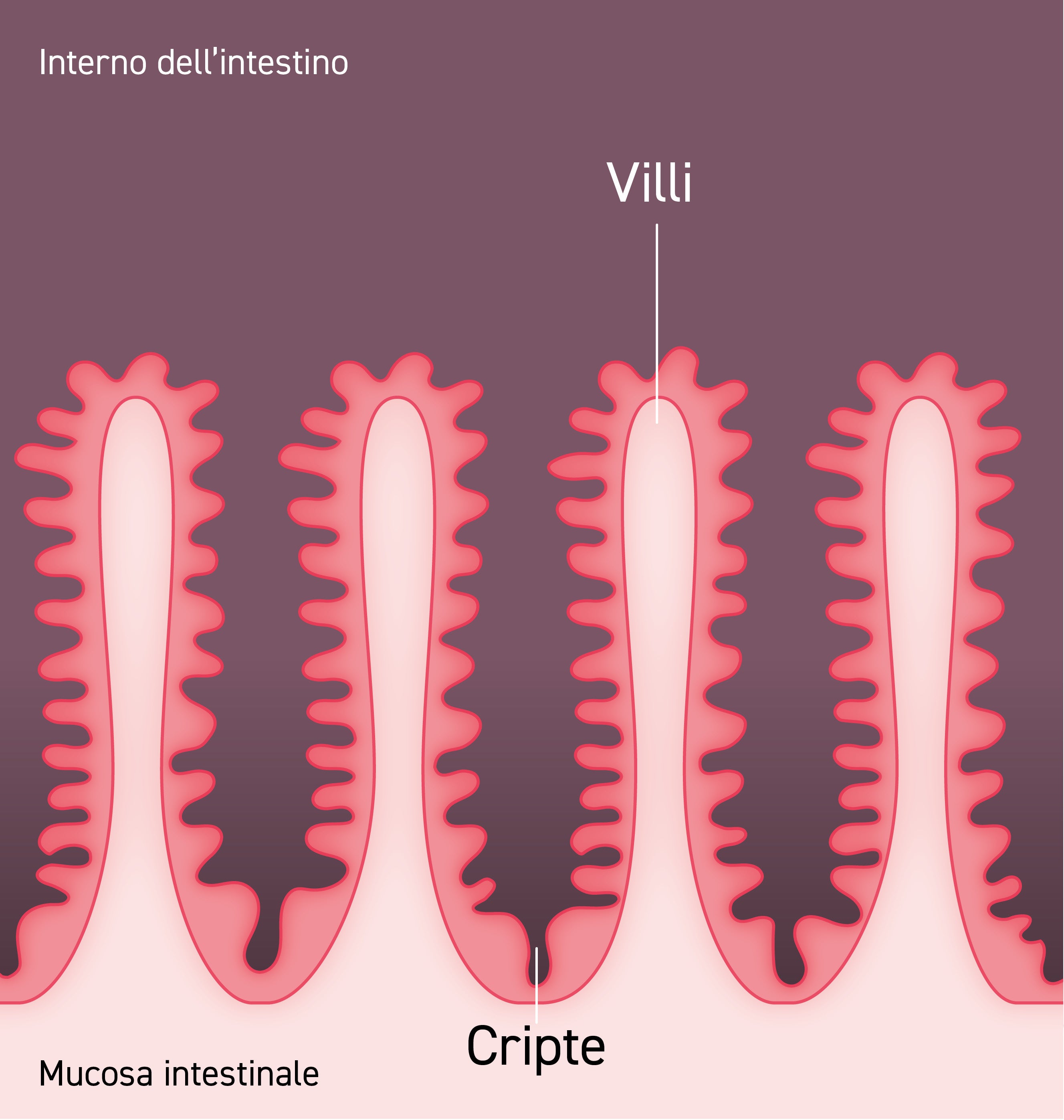 Struttura della membrana mucosa con villi e cripte